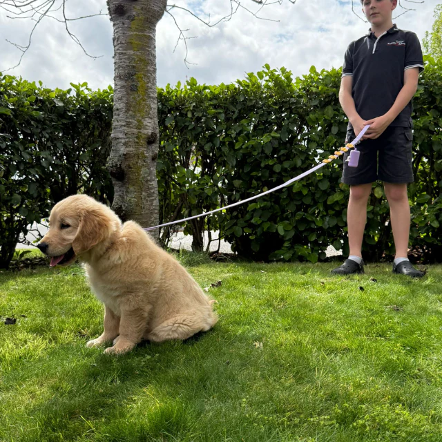 Customisable Dog Lead | Lilac - Image 4