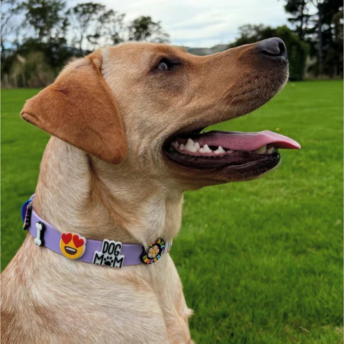 Dog Collar | Lilac - Image 2