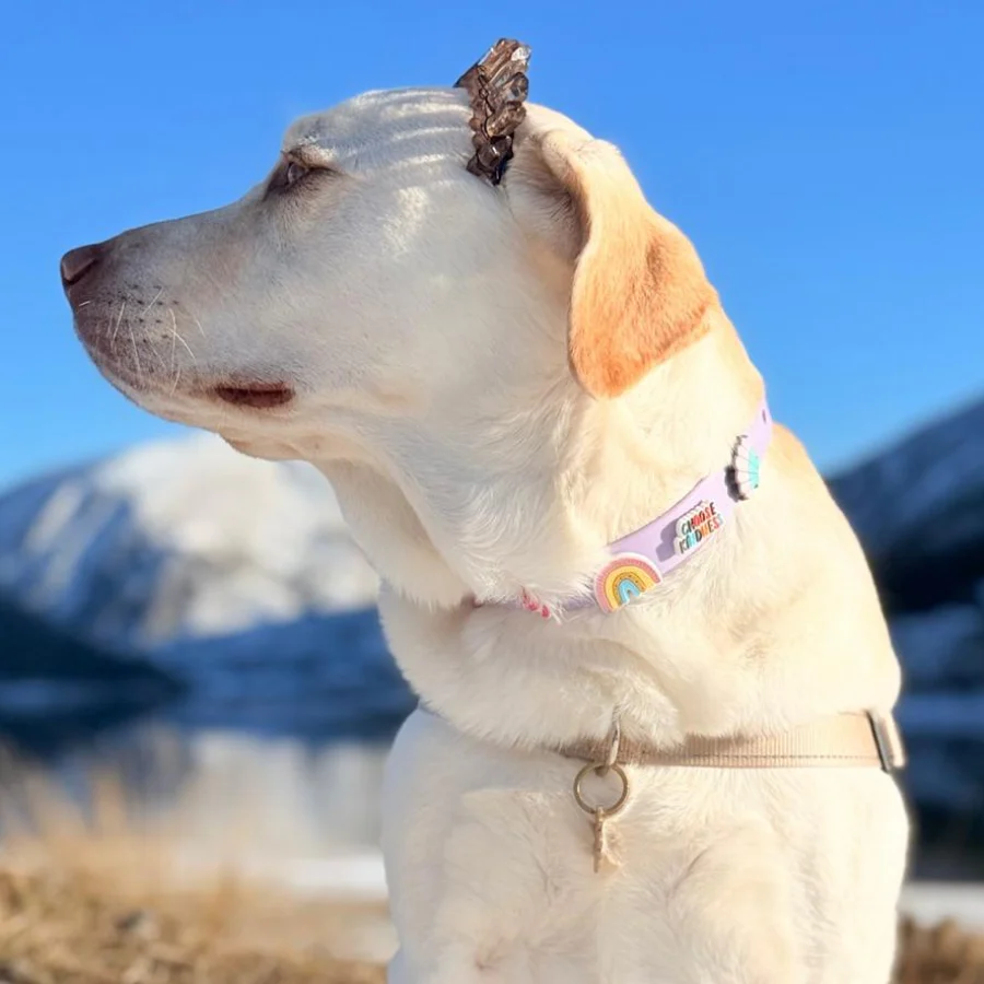 Dog Collar | Lilac - Image 3