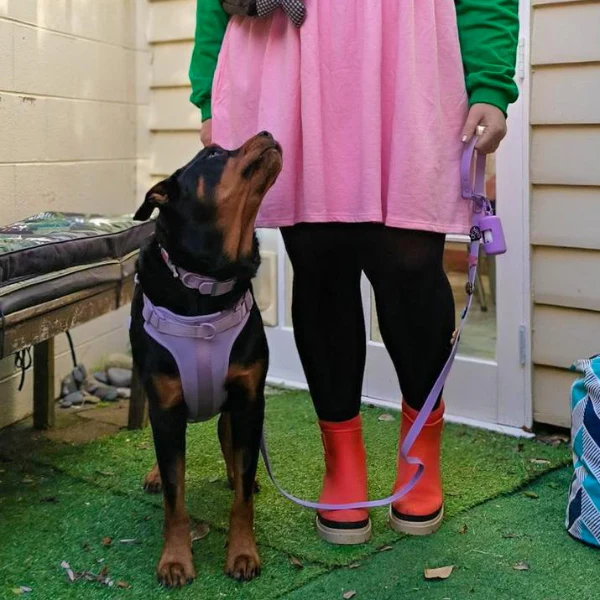 Dog Collar | Lilac - Image 4