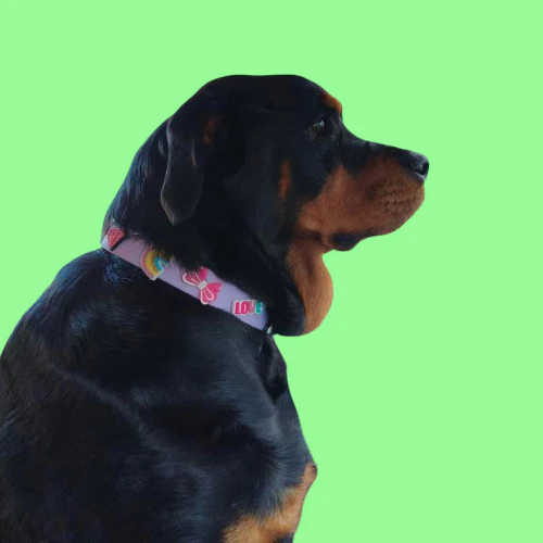 Dog Collar | Lilac - Image 5
