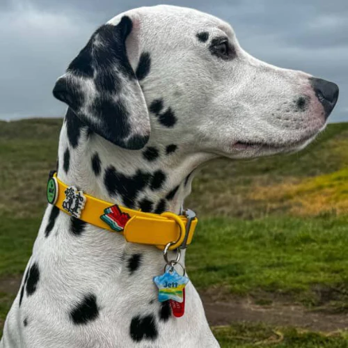 Dog Collar | Yellow - Image 2