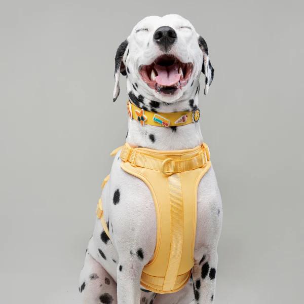 Dog Collar | Yellow - Image 3