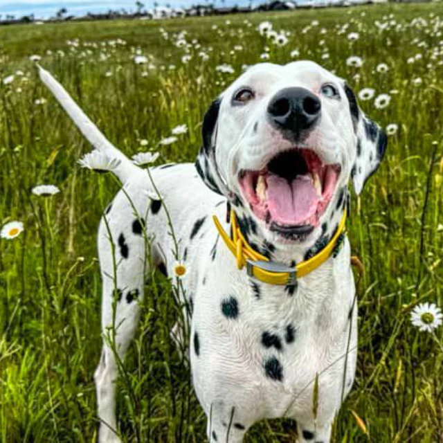 Dog Collar | Yellow - Image 5