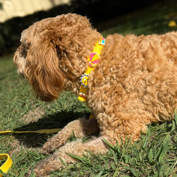 Dog Collar | Yellow - Image 6