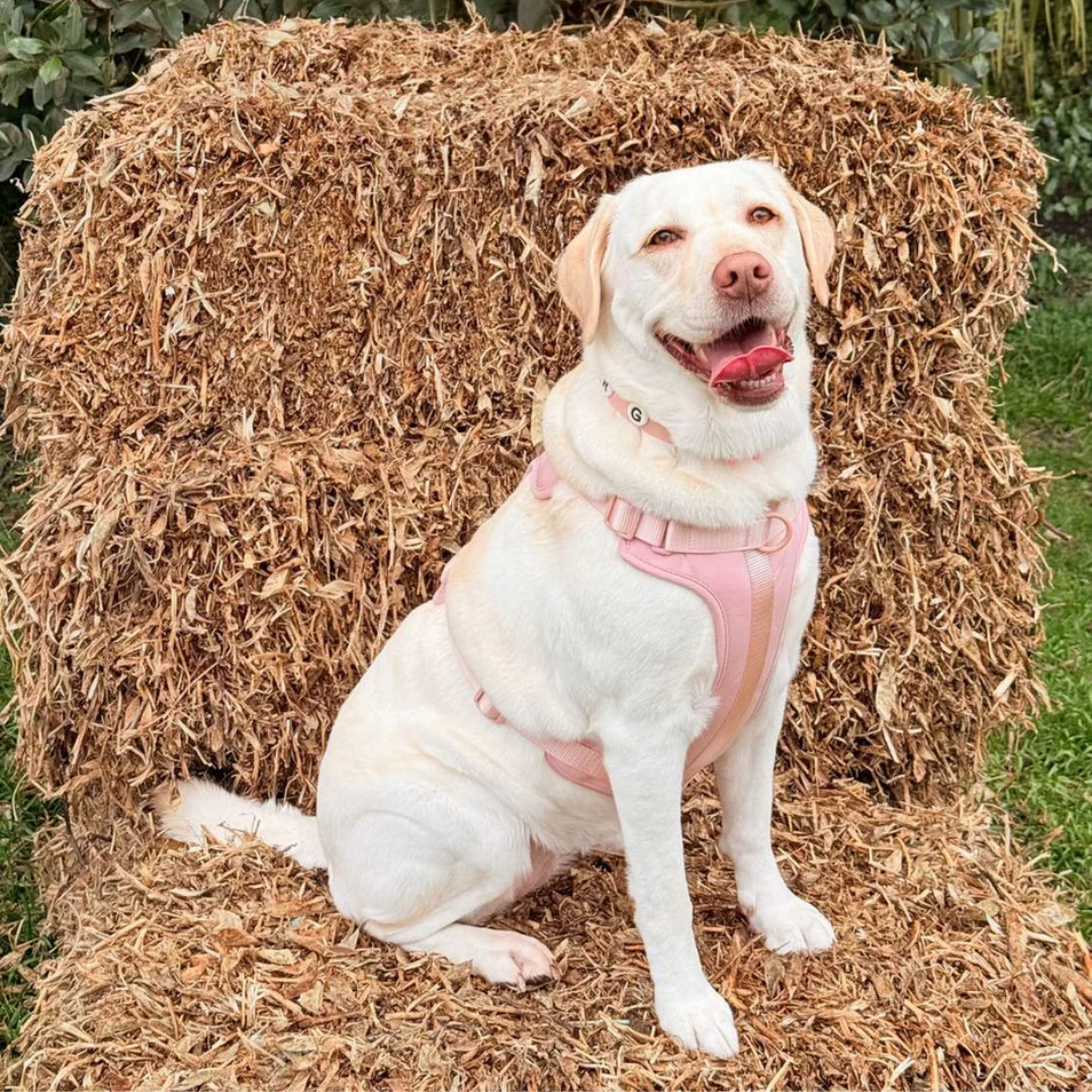 Dog Harness | Blush Pink - Image 2