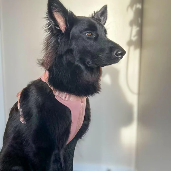 Dog Harness | Blush Pink - Image 3