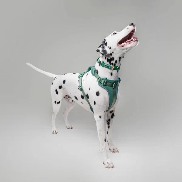 Dog Harness | Green - Image 2