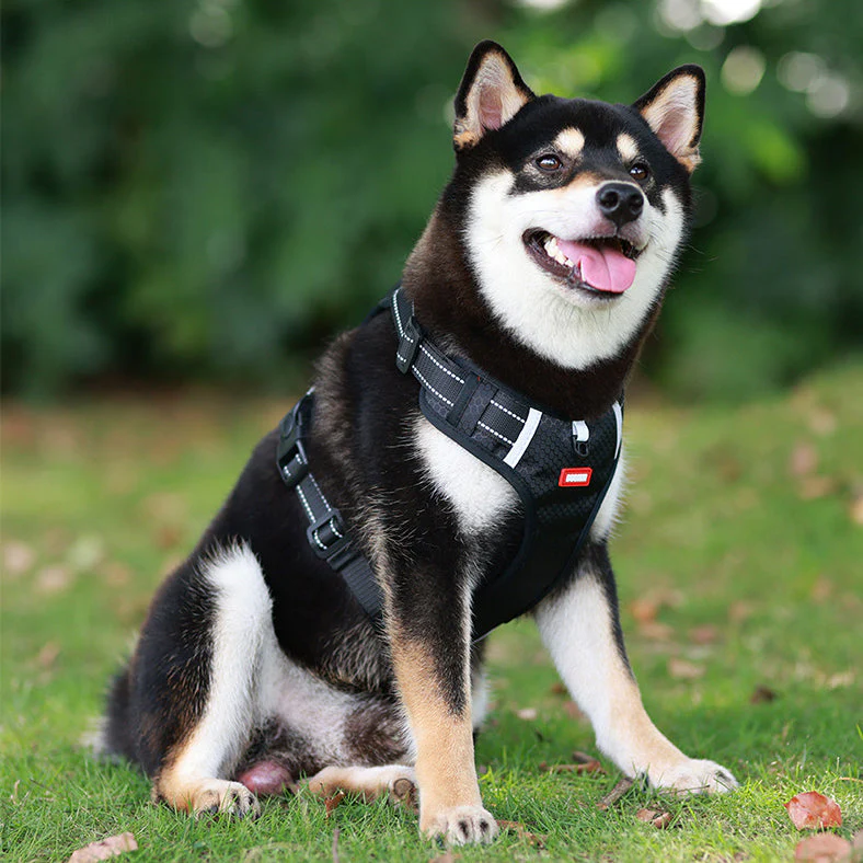 Dog Harness Set Pet Adjustable Chest Strap Walking Collar Vest - Image 2