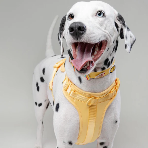 Dog Harness | Yellow - Image 2