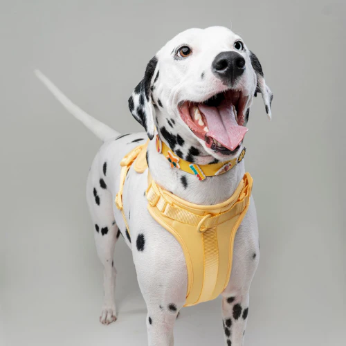Dog Harness | Yellow - Image 3