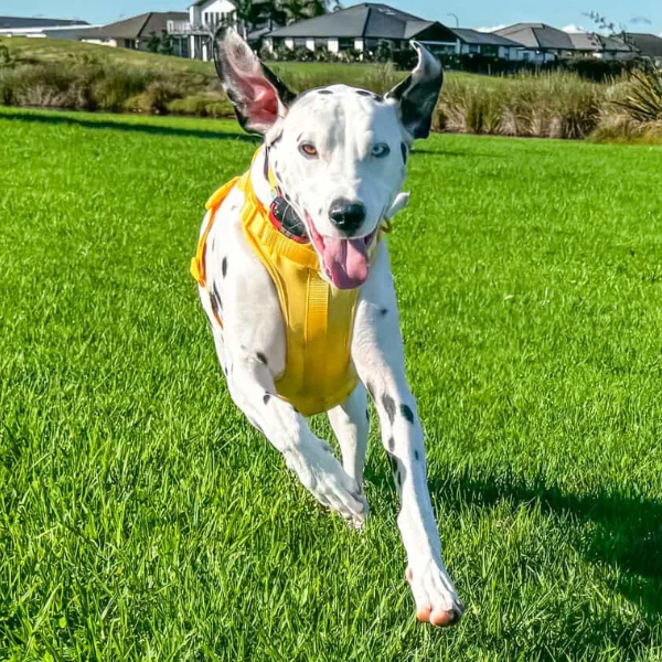Dog Harness | Yellow - Image 6
