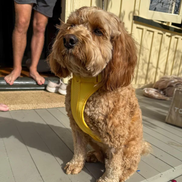 Dog Harness | Yellow - Image 7