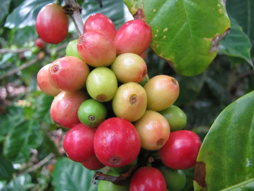 Honduras - Strong - Image 3