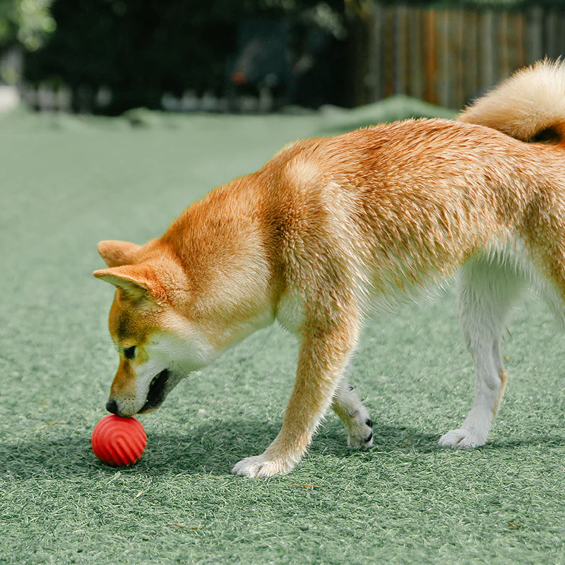 PIDAN Durable Bouncy Dog Toy Ball - Image 4