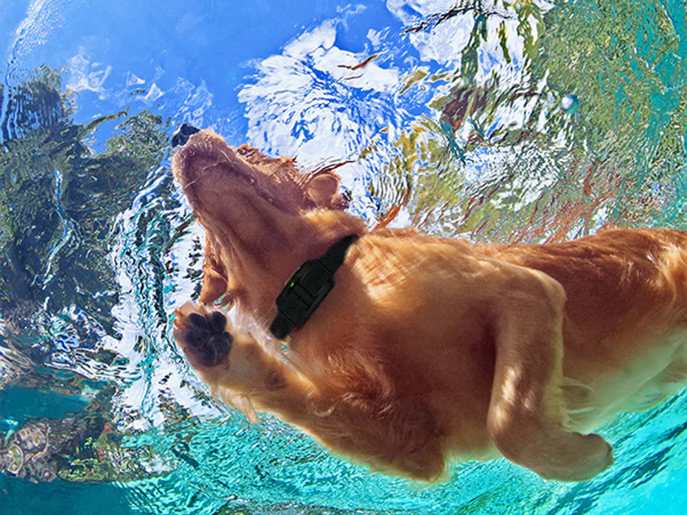 Remote Dog Training Collar - Image 5